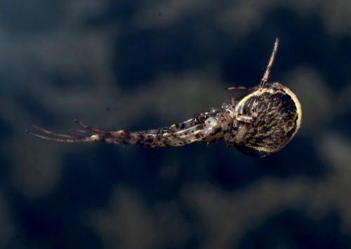 Réf. 294 120 : Metellina merianae